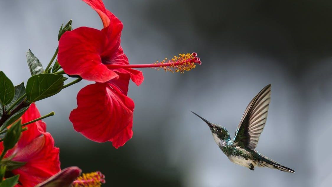 Brown Hummingbird Selective Focus Photography